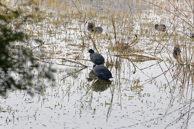 Keoladeo national park-055
